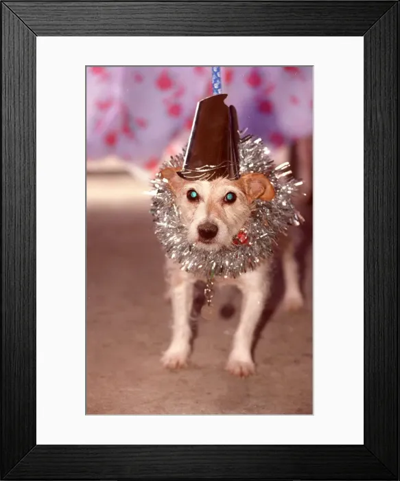 Framed Print : Berty the Jack Russell gets ready for his Christmas dinner at Battersea Dogs Home Framed Print : Berty the Jack Russell gets ready for his Christmas dinner at Battersea Dogs Home