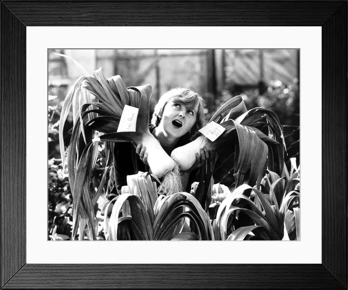 Framed Print : Shirley Riley with her prize winning Giant Leek - vegetables Framed Print : Shirley Riley with her prize winning Giant Leek - vegetables