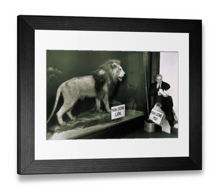 Framed Print : Animals: Lion in a glass cage watch man eating fish circa 1960 Framed Print : Animals: Lion in a glass cage watch man eating fish circa 1960