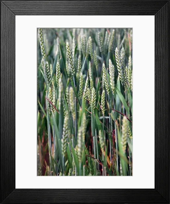 Framed Print : Food Corn - Green Corn