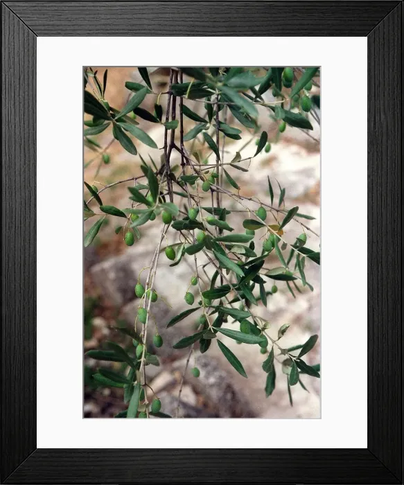 Framed Print : Italy Fruit Olives