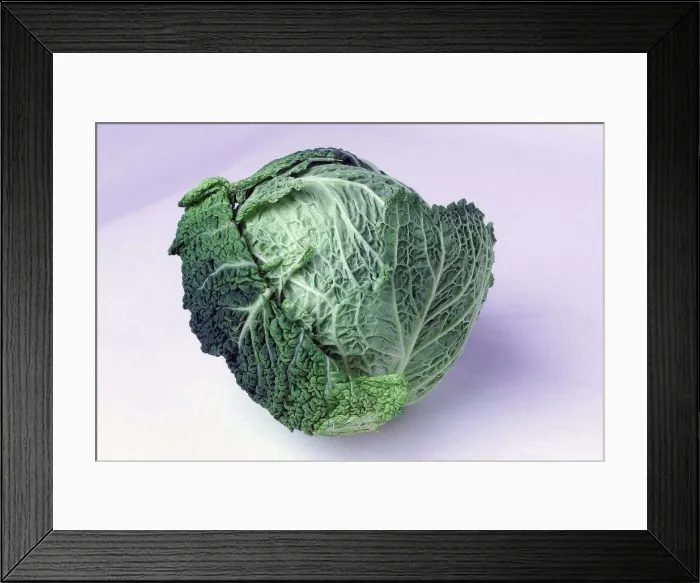 Framed Print : 1 Large head of Cabbage May 1999 Framed Print : 1 Large head of Cabbage May 1999