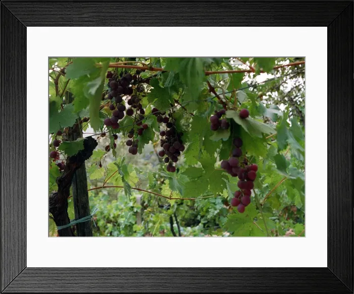 Framed Print : Italy Fruit Grapes Black treated with pesticide Framed Print : Italy Fruit Grapes Black treated with pesticide
