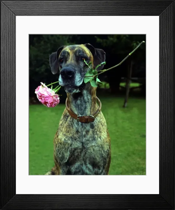 Framed Print : junia the Great Dane dog owned by Barbara Woodhouse holding a rose in her mouth 1967