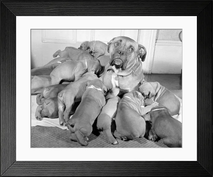 Framed Print : Hungry Boxer puppies push and jostle around mum. But she can only feed seven of Framed Print : Hungry Boxer puppies push and jostle around mum. But she can only feed seven of