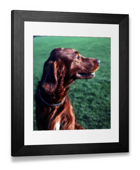 Framed Print : An Irish Setter Dog June 1987 animal animals dog dogs cute pet pets Framed Print : An Irish Setter Dog June 1987 animal animals dog dogs cute pet pets