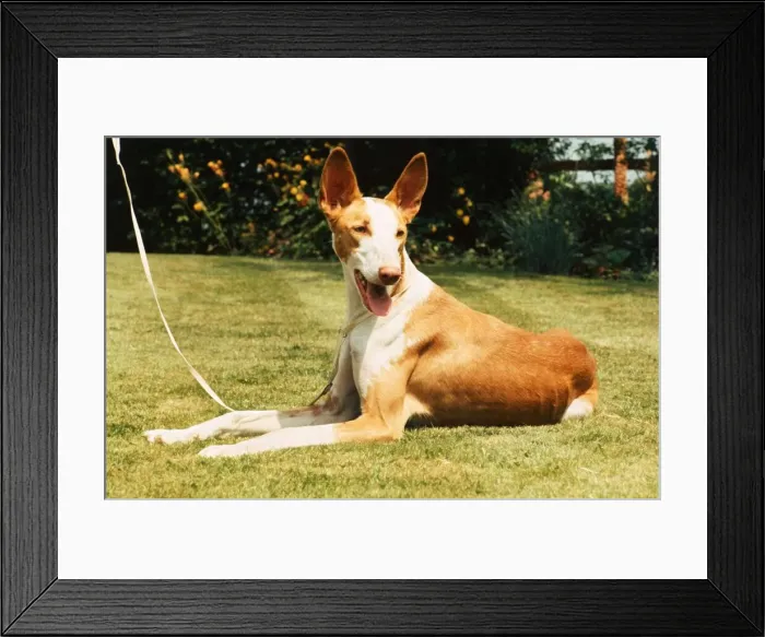 Framed Print : An Ibizan Hound dog lying down on the grass June 1987 animal animals cute Framed Print : An Ibizan Hound dog lying down on the grass June 1987 animal animals cute