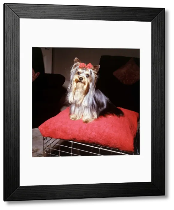 Framed Print : Yorkshire terrier Progress Prospect wearing a bow in her hair September 1965 Framed Print : Yorkshire terrier Progress Prospect wearing a bow in her hair September 1965