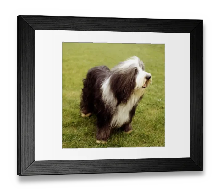 Framed Print : A Bearded Collie dog June 1987 animal animals pet pets domestic