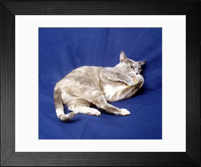 Framed Print : A Blue Burmese cat lying down February 1987 animal animals pet pets domestic Framed Print : A Blue Burmese cat lying down February 1987 animal animals pet pets domestic