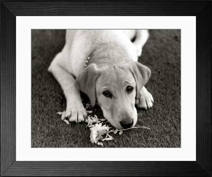 Framed Print : labrador retriever Goldie Framed Print : labrador retriever Goldie