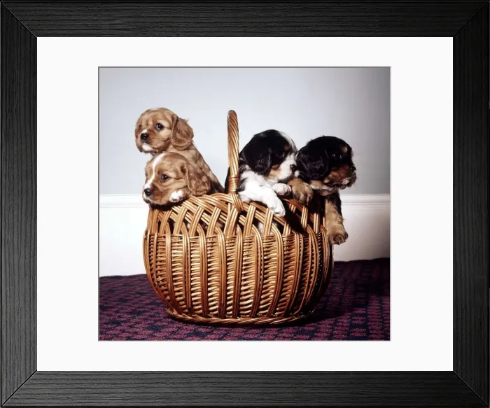 Framed Print : Animals Puppies in basket, dogs Framed Print : Animals Puppies in basket, dogs