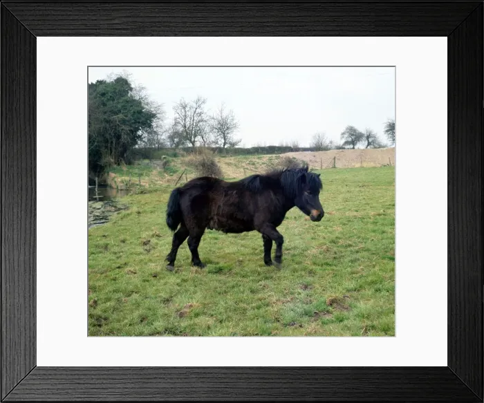 Framed Print : A Shetland Pony in the fields 1968 animal animals horse horses black Framed Print : A Shetland Pony in the fields 1968 animal animals horse horses black