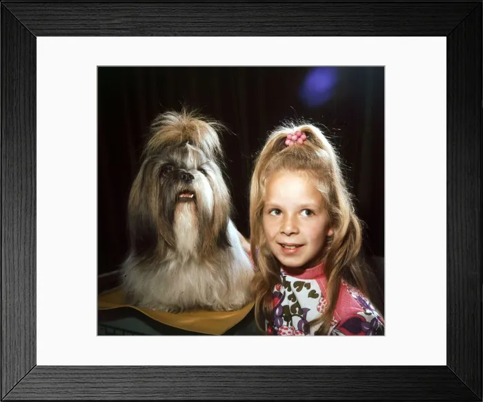 Framed Print : A Tibetan Lion Dog called Daphne with a young girl October 1972 animals with Framed Print : A Tibetan Lion Dog called Daphne with a young girl October 1972 animals with