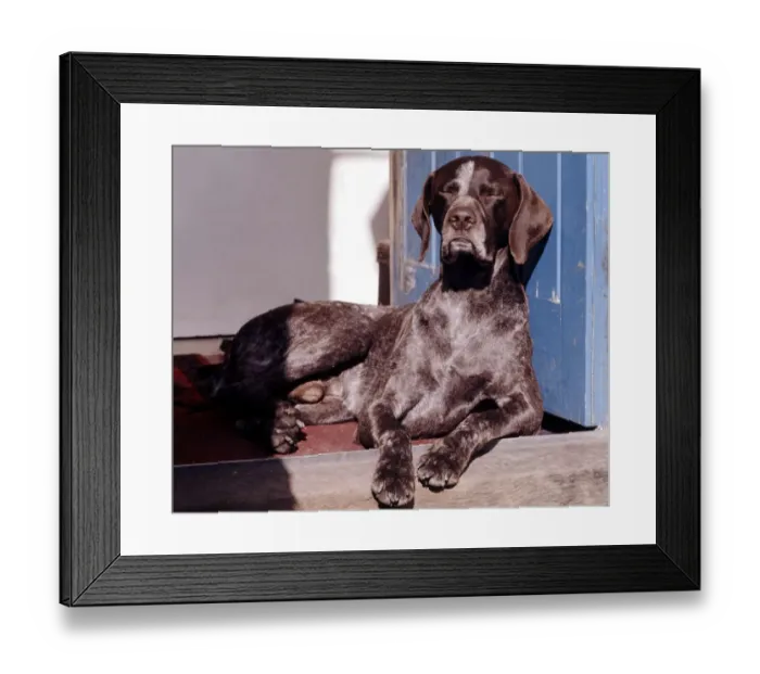 Framed Print : A German Pointer dog lying on the front door step June 1987 A©Mirrorpix