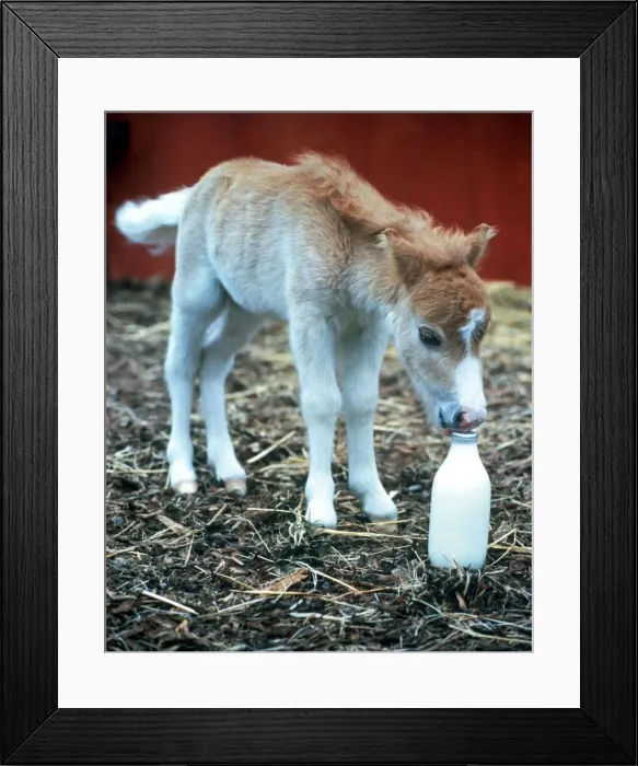 Framed Print : fanfare the world smallest horse only 14 inches high and weighs 20lbs Framed Print : fanfare the world smallest horse only 14 inches high and weighs 20lbs