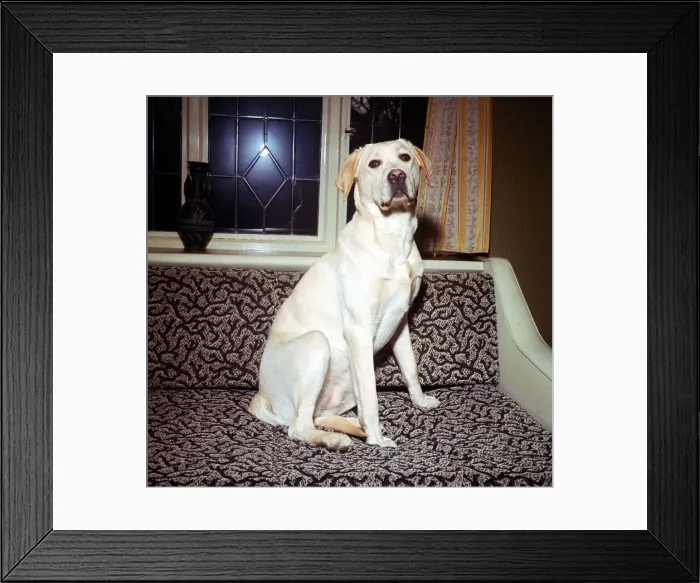 Framed Print : Yellow Labrador on the sofa December 1966 animal animals dog sogs domestic Framed Print : Yellow Labrador on the sofa December 1966 animal animals dog sogs domestic