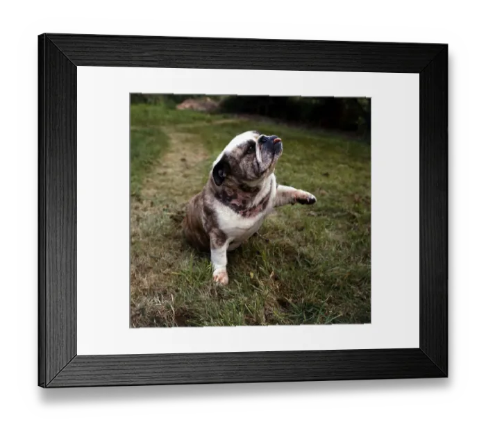 Framed Print : Blockbuster Brandy known as Butch the bulldog 1967 animal animals dog dogs