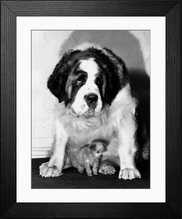 Framed Print : Jason the Saint Bernard mountain dog with tiny toy poodle Tom Thumb sitting beneath him Framed Print : Jason the Saint Bernard mountain dog with tiny toy poodle Tom Thumb sitting beneath him