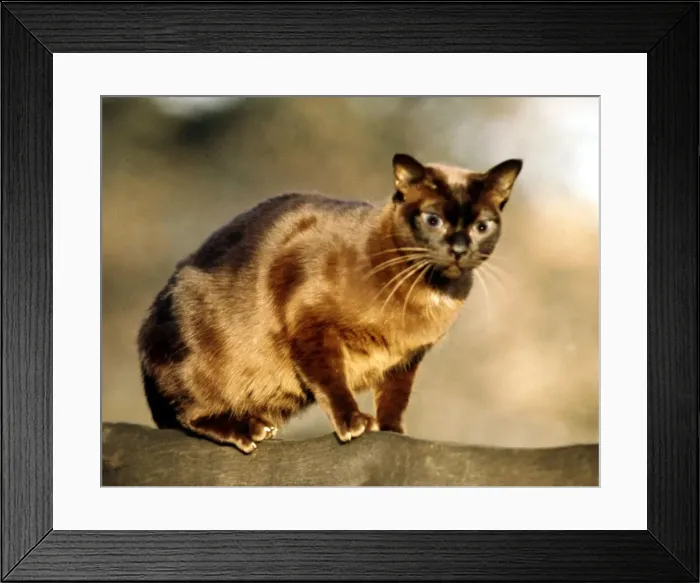 Framed Print : A Burmese cat, 1969. animal animals cat cats domestic pets Framed Print : A Burmese cat, 1969. animal animals cat cats domestic pets