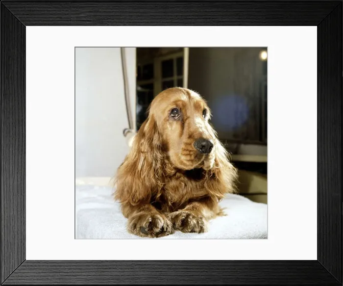 Framed Print : Flush the cocker spanie who is appearing in the play Robert Framed Print : Flush the cocker spanie who is appearing in the play Robert