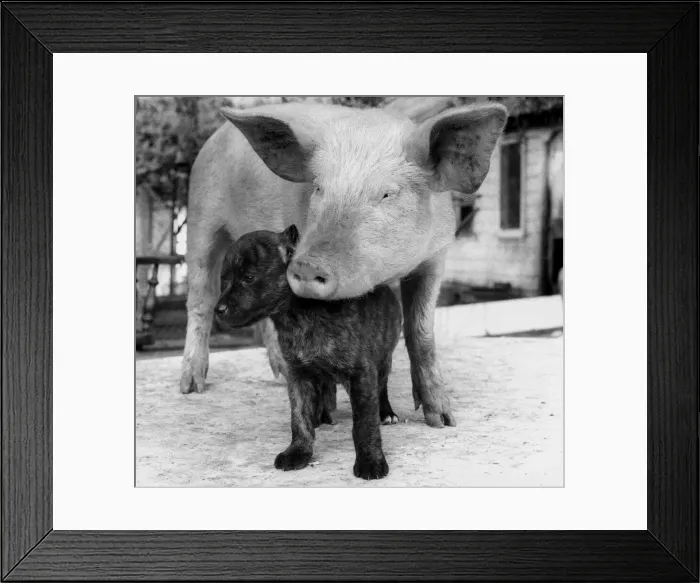 Framed Print : Cleo the pig has a dogs life - and she loves every minute of it