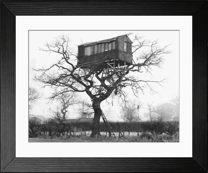 Framed Print : The tree home held in the branches. Trapeze on right is used to cut down ladder Framed Print : The tree home held in the branches. Trapeze on right is used to cut down ladder