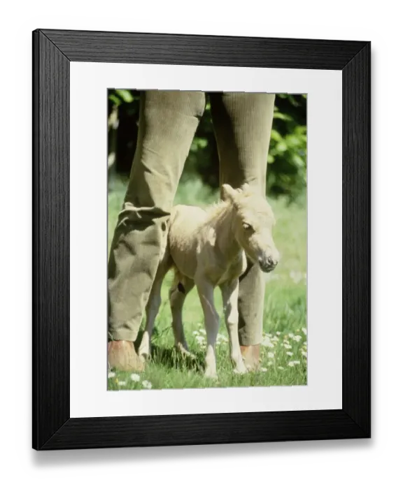Framed Print : One hour old Falabella miniature horse Angelica born to Sandstorm at Kilverstone Wildlife