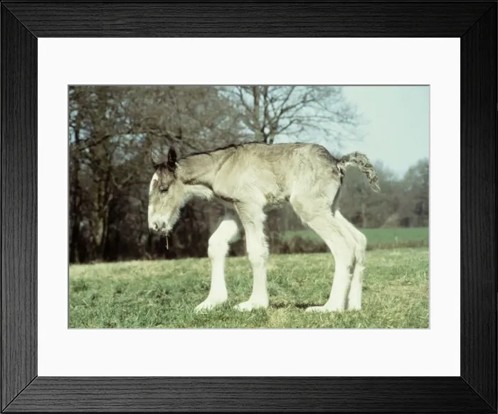 Framed Print : Four hours old shire colt foal born to mar Sarendon charm takes his first steps Framed Print : Four hours old shire colt foal born to mar Sarendon charm takes his first steps