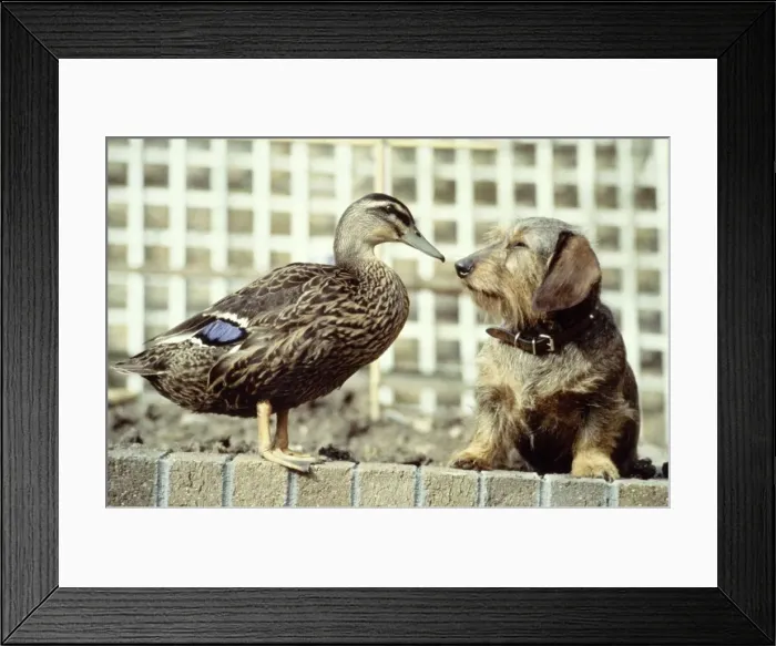Framed Print : Ping the mallard duck with her friend Bramble the wire-haired dachshund owned by Mrs