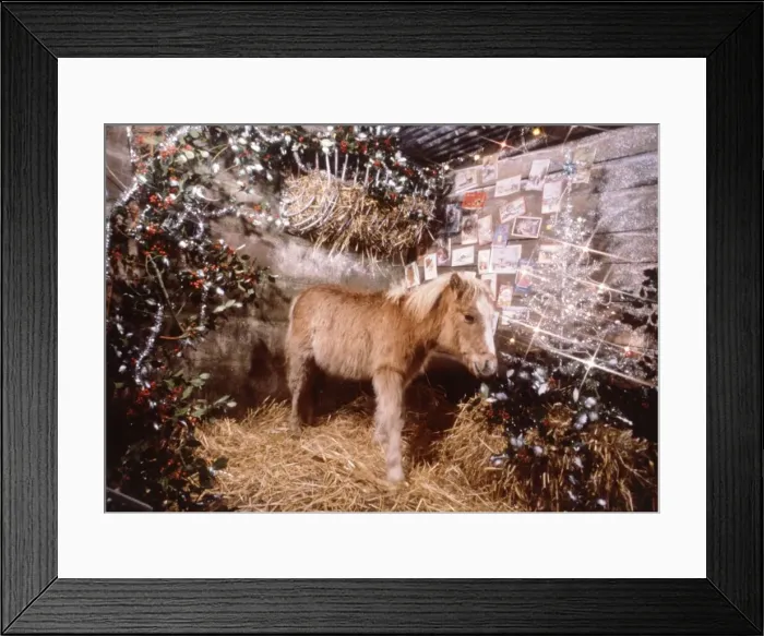 Framed Print : Sunday mirror pony Lucky pictured in a Christmas stable setting December 1982 Framed Print : Sunday mirror pony Lucky pictured in a Christmas stable setting December 1982