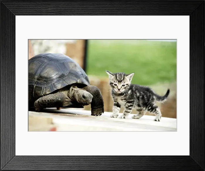 Framed Print : Four week old kitten with Lightning the ten year old tortoise at their owners home in