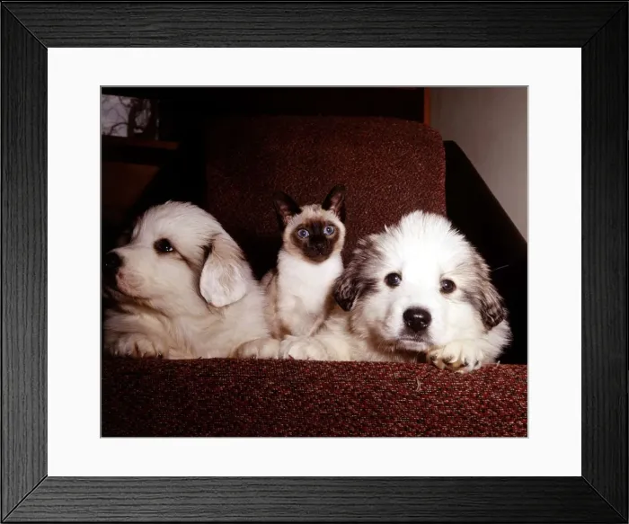 Framed Print : Two Pyrenean Mountain Dog puppies with Wendy the Siamese cat March 1965 Framed Print : Two Pyrenean Mountain Dog puppies with Wendy the Siamese cat March 1965