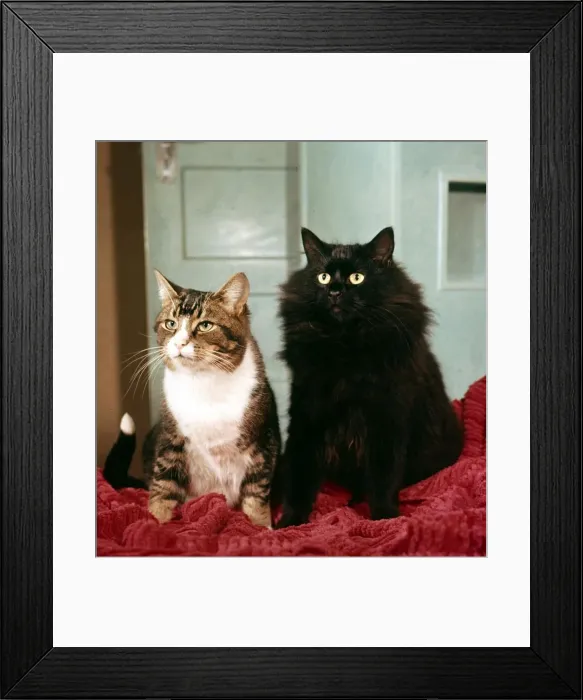 Framed Print : Animals - Cats Cat