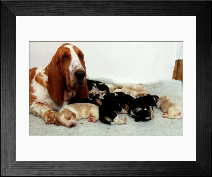 Framed Print : Bassett Hound with Pups Puppies - December 1995 Framed Print : Bassett Hound with Pups Puppies - December 1995