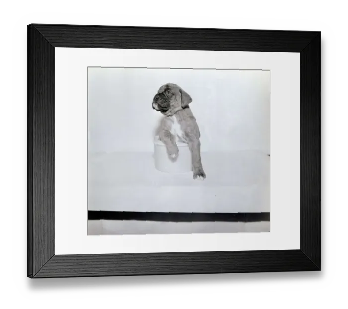 Framed Print : Boxer pup sitting in bowl on table Dog dogs puppy puppies January 1966
