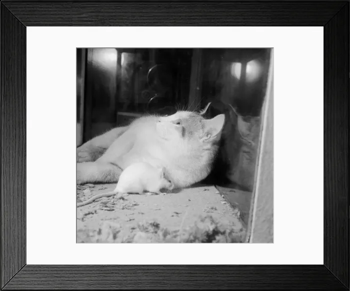 Framed Print : Cat and mouse seen here at the National Bird Show Animals Friendship Framed Print : Cat and mouse seen here at the National Bird Show Animals Friendship