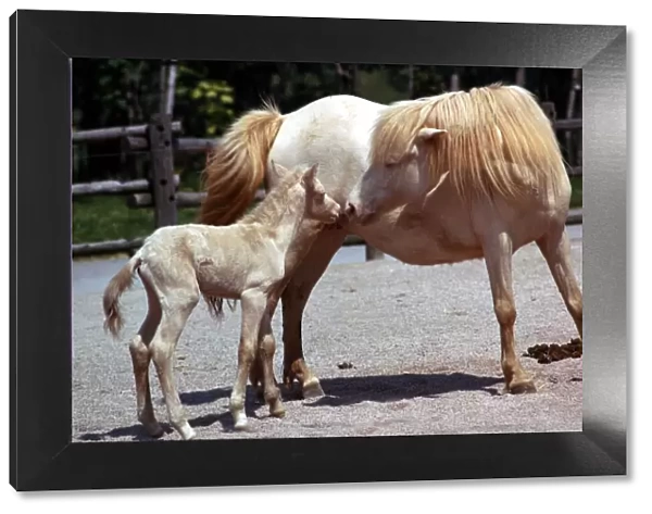 Royal cream pony called Hope playing with her seven day old foal at Blackpool Zoo June