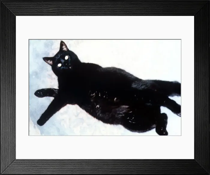 Framed Print : Hills Pet Slimmer of the Year 1995 - runner up Clarence tries to escape