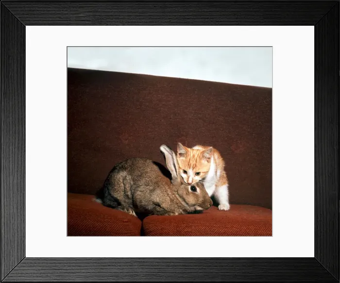 Framed Print : A kitten sitting on the sofa with a rabbit August 1973 animal animals cute pet pets