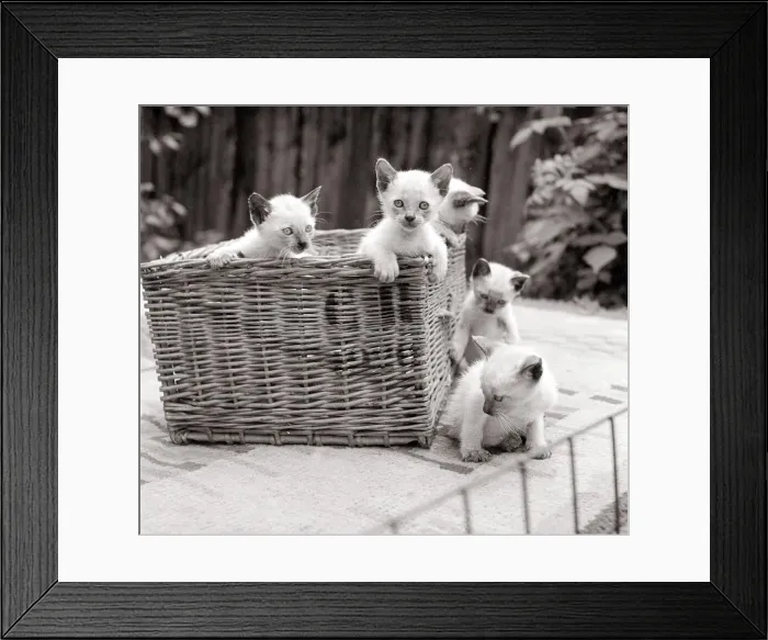 Framed Print : Siamese kittens playing in a basket circa 1960s cat cats animal animals pets cute Framed Print : Siamese kittens playing in a basket circa 1960s cat cats animal animals pets cute