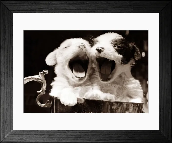 Framed Print : Two very tired puppies yawning with their mouths wide open Framed Print : Two very tired puppies yawning with their mouths wide open