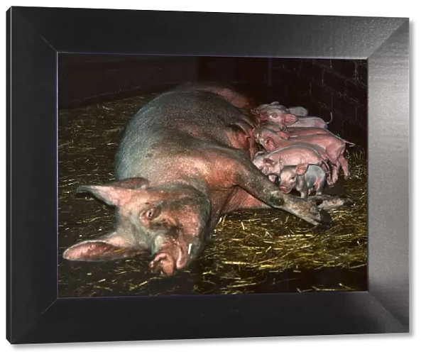 Animals - Pig Piglets CL14, 089 H walker July 1971 A©mirrorpix