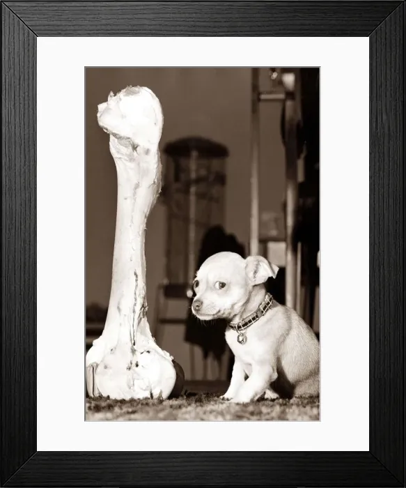 Framed Print : Tiny dog sitting next to a huge bone looking frightened or intimidated Framed Print : Tiny dog sitting next to a huge bone looking frightened or intimidated