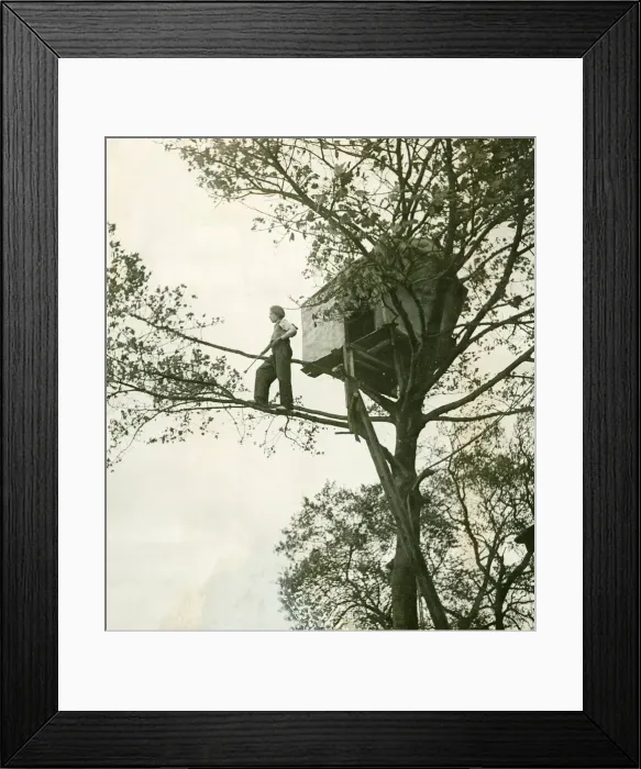Framed Print : Treehouse November 1948 Eric Shield (13) of Dalton Piercy built a little tree house