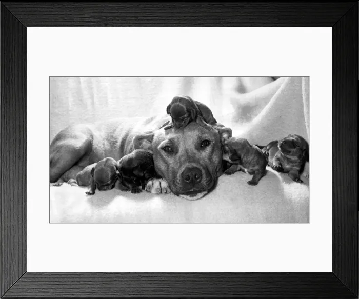 Framed Print : Staffordshire bull terrier Susan pictured with five newly acquired orphan puppies in