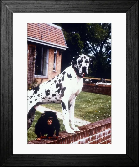 Framed Print : Great Dane Freddie with baby chimp Teddy - january 1993 Animals Dogs Framed Print : Great Dane Freddie with baby chimp Teddy - january 1993 Animals Dogs