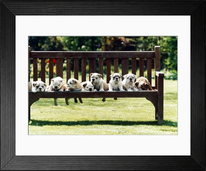 Framed Print : Pugs on the Park Bench - 1995 Animals Dogs