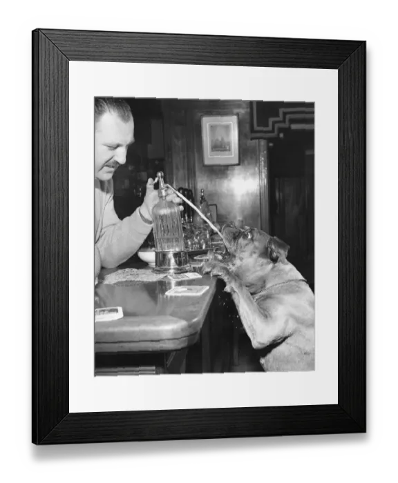 Framed Print : A barman squirts a Soda Siphon into a Boxer dogs mouth Animals Dogs Boxers Boxer