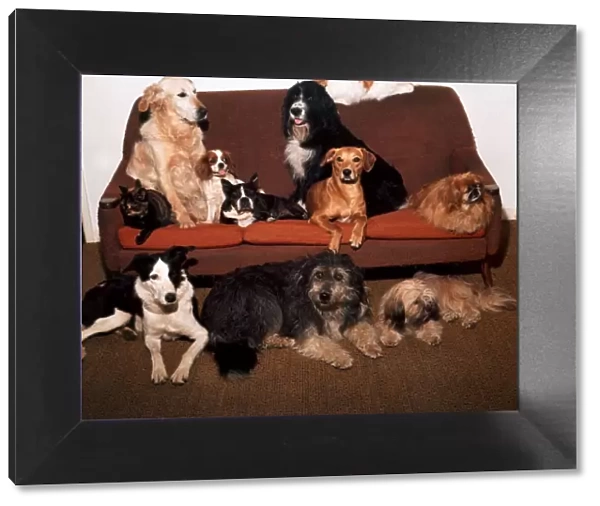 A group of cats and dogs sitting on a settee August 1973 animal animals cute pet